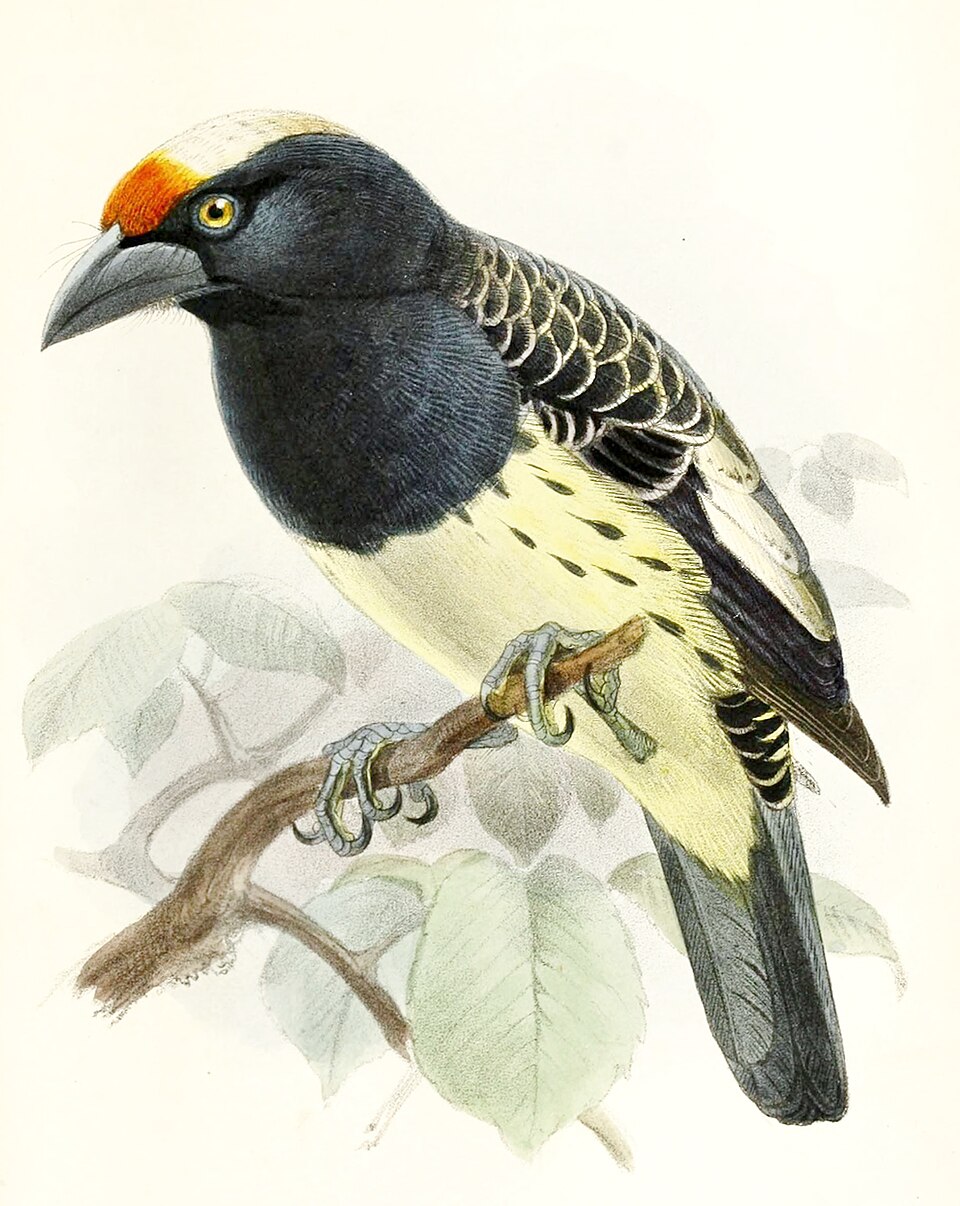 Orange-fronted Barbet