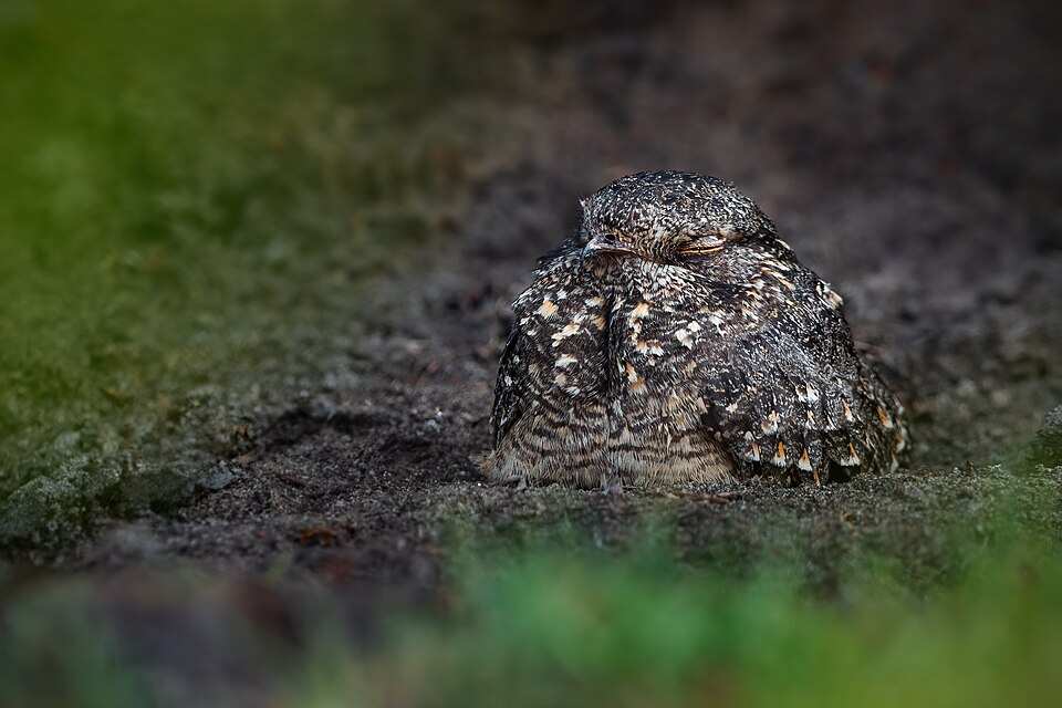 Savanna Nightjar