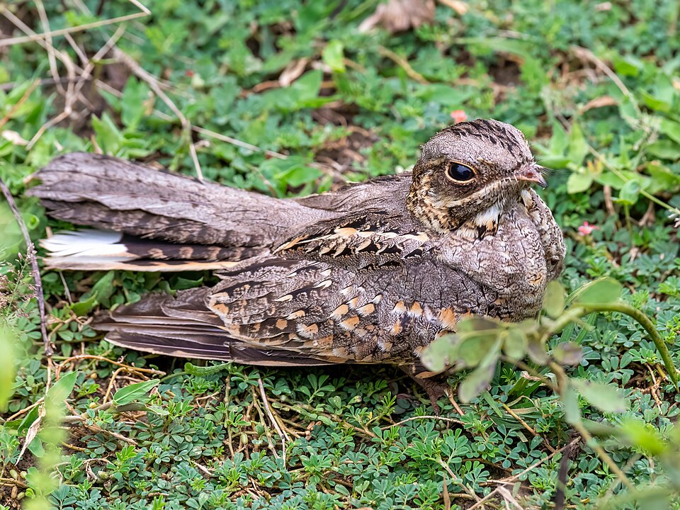 Indian Nightjar