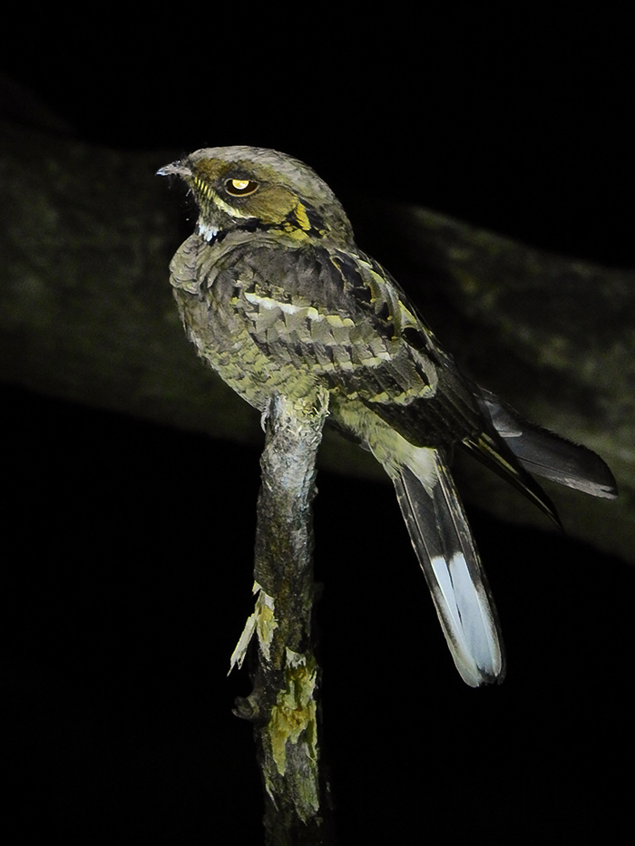 Jerdon's Nightjar