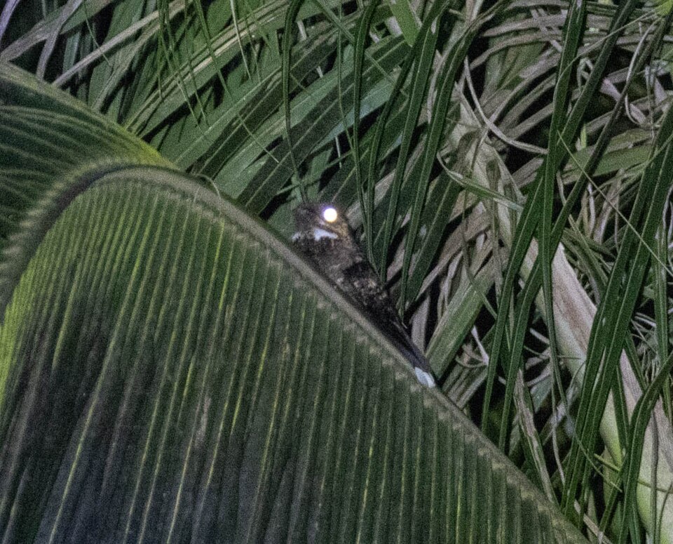 Sulawesi Nightjar