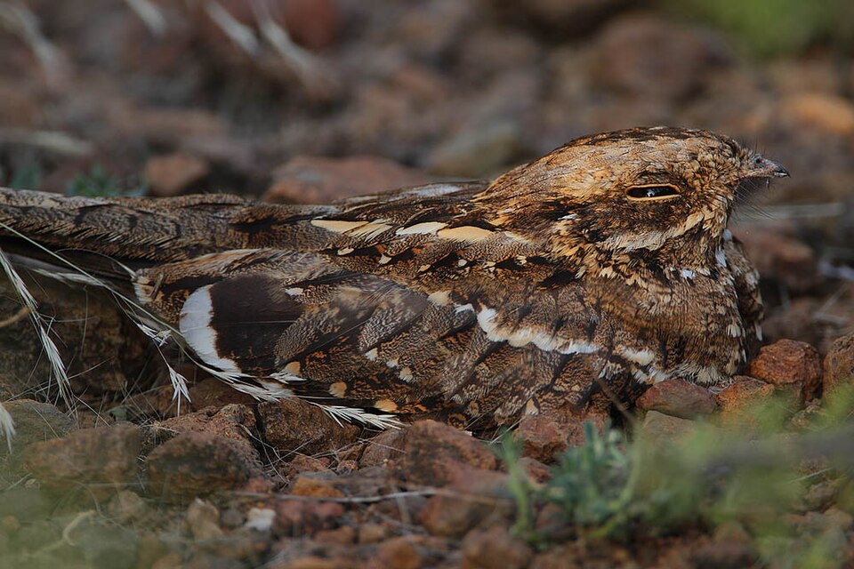 Slender-tailed Nightjar