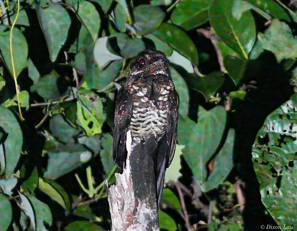 Bonaparte's Nightjar