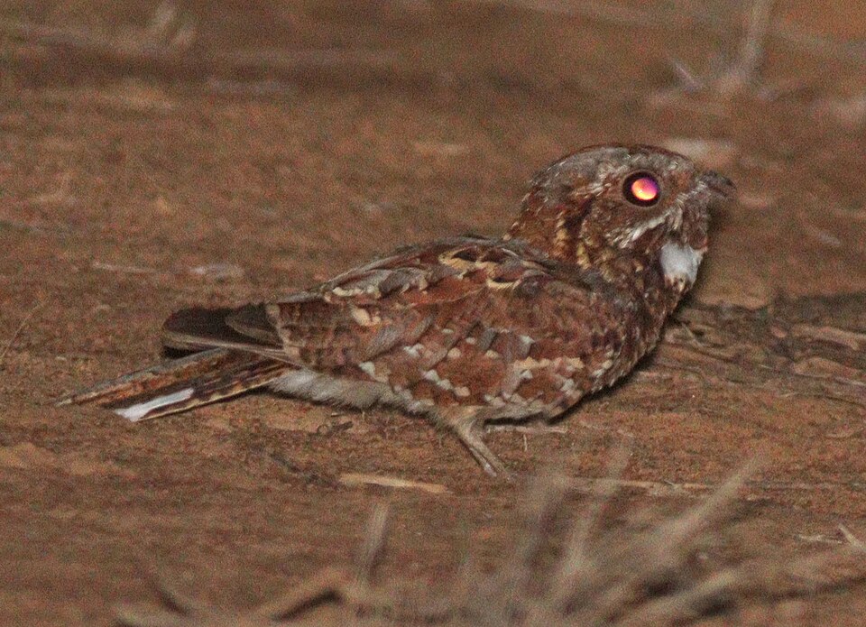 Donaldson Smith's Nightjar