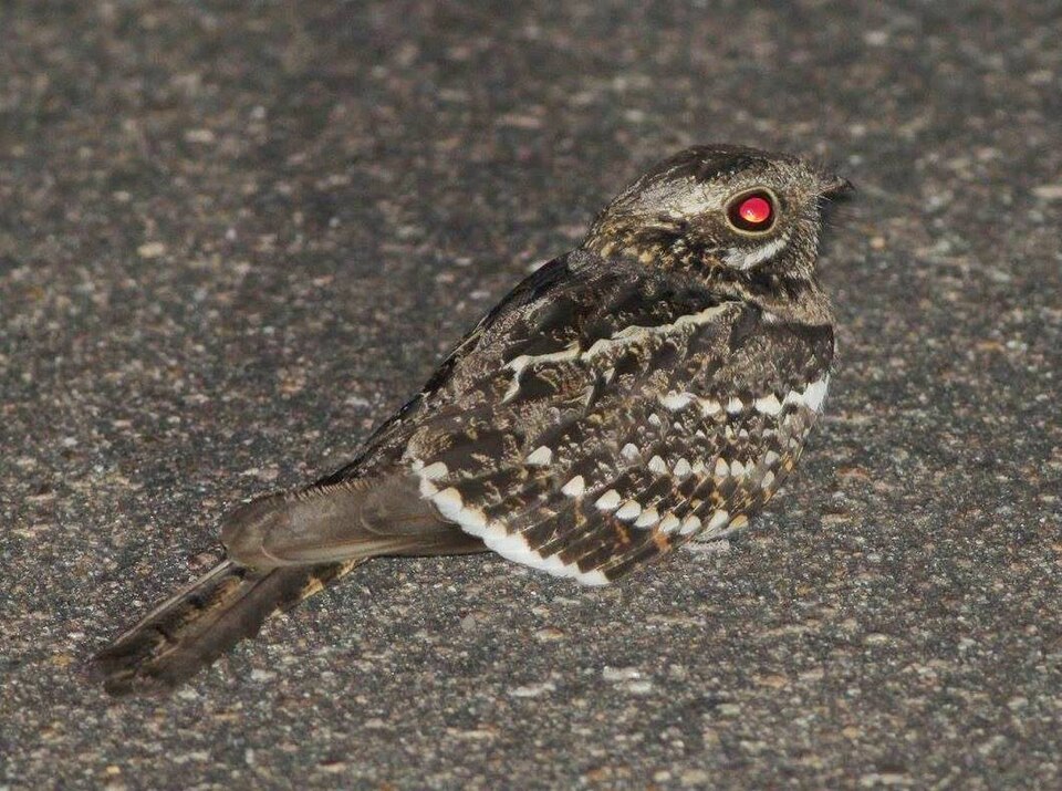 Square-tailed Nightjar