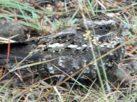 Sombre Nightjar