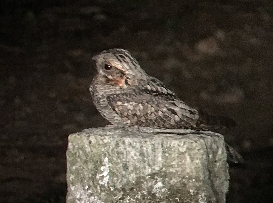 Jungle Nightjar