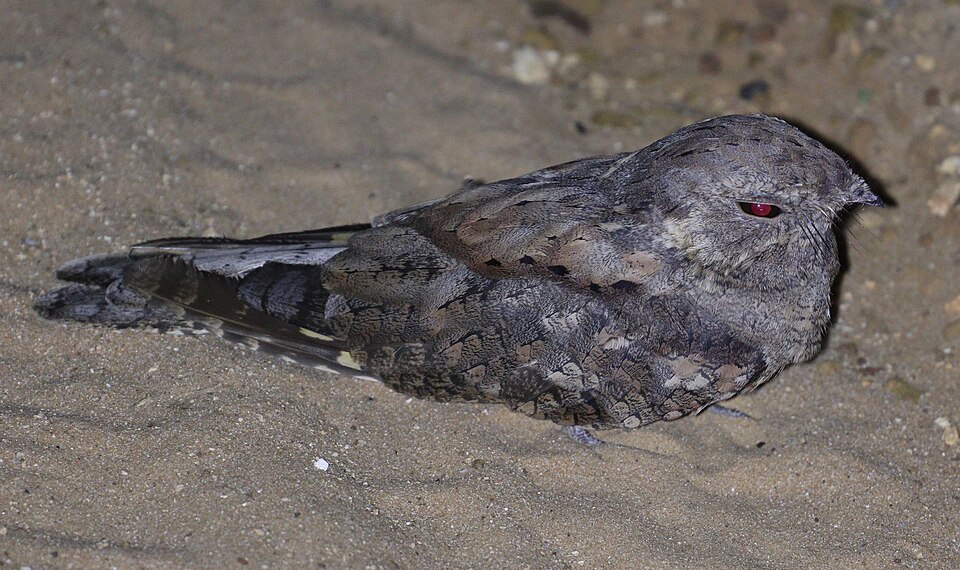 Plain Nightjar