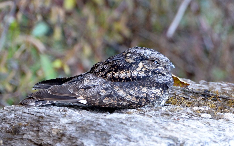 Grey Nightjar