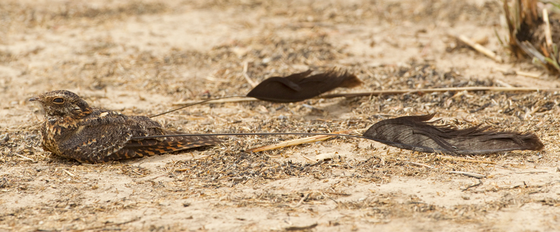 Standard-winged Nightjar