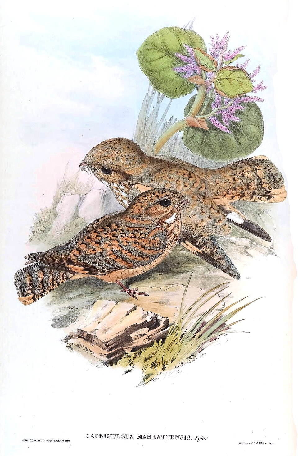 Sykes's Nightjar