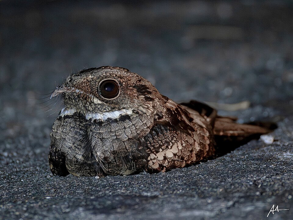Philippine Nightjar