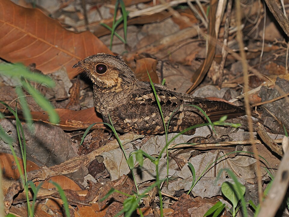 Mees's Nightjar