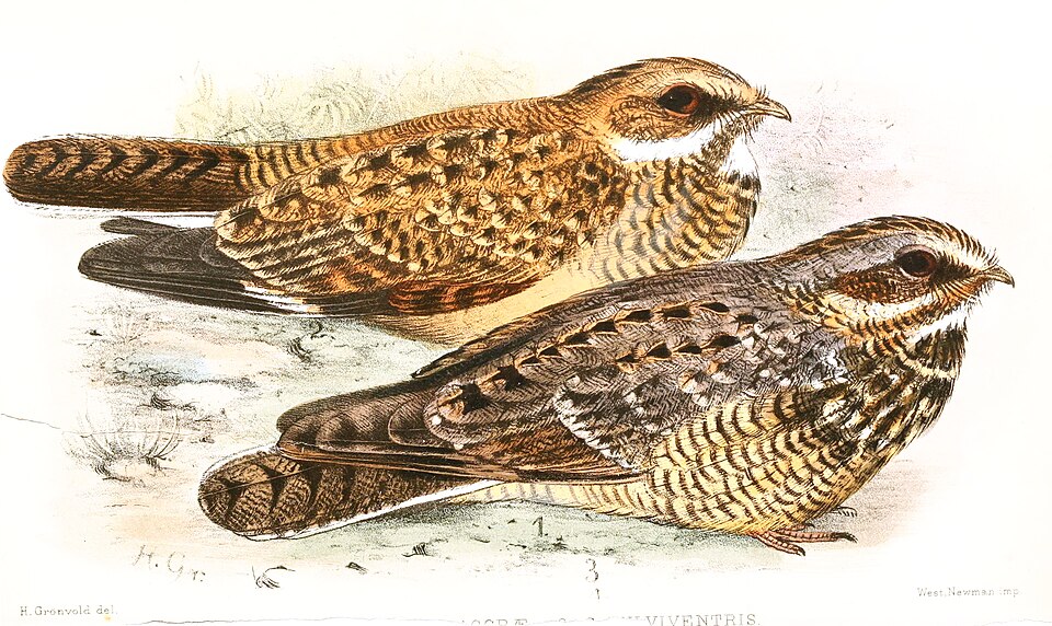 Swamp Nightjar