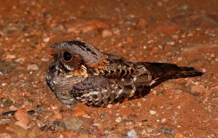 Black-shouldered Nightjar