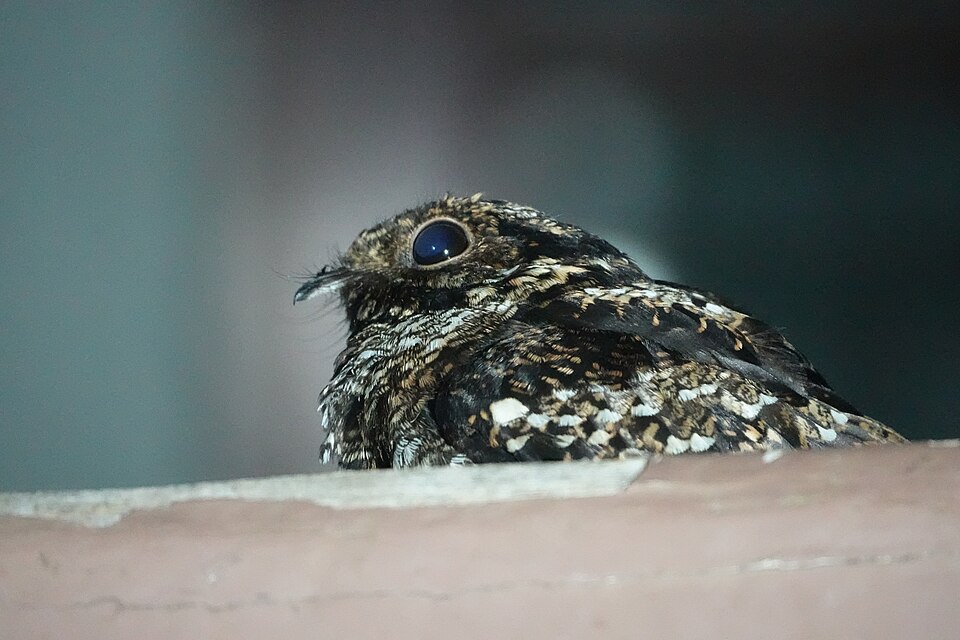 Salvadori's Nightjar