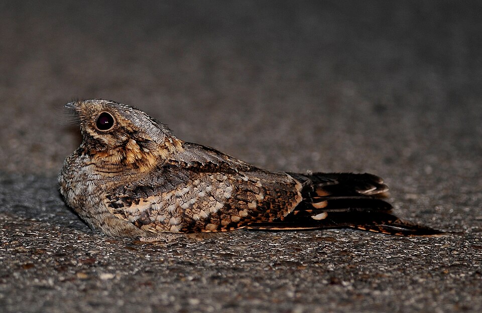 Red-necked Nightjar