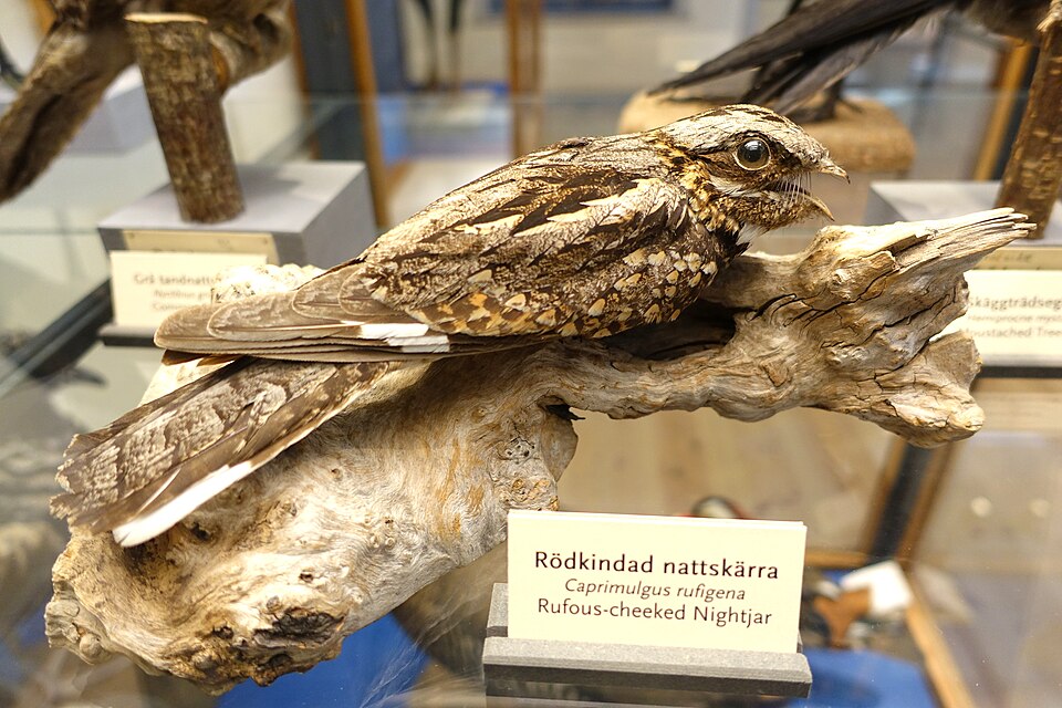 Rufous-cheeked Nightjar