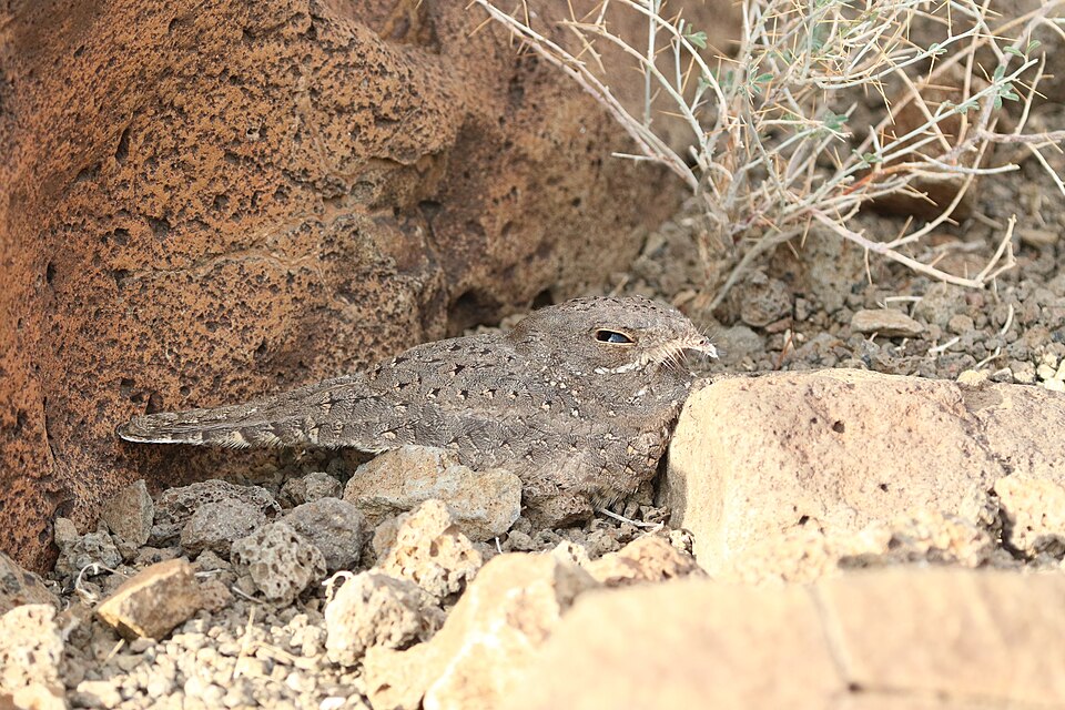 Star-spotted Nightjar