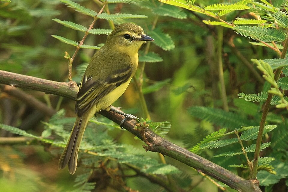 Yellow Tyrannulet