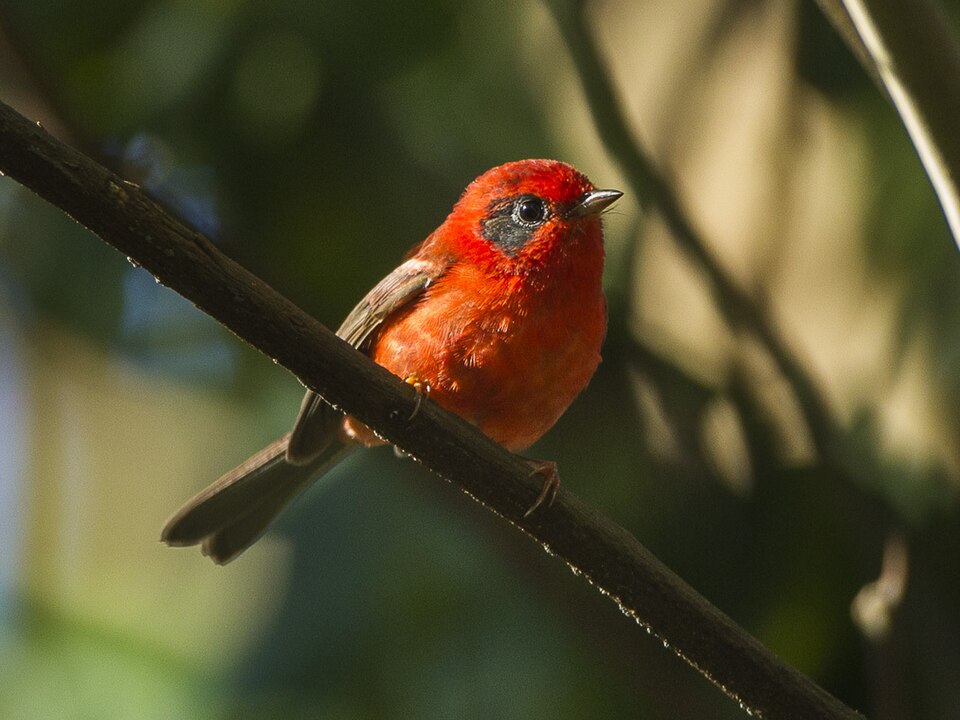 Red Warbler