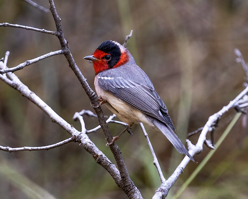 Red-faced Warbler