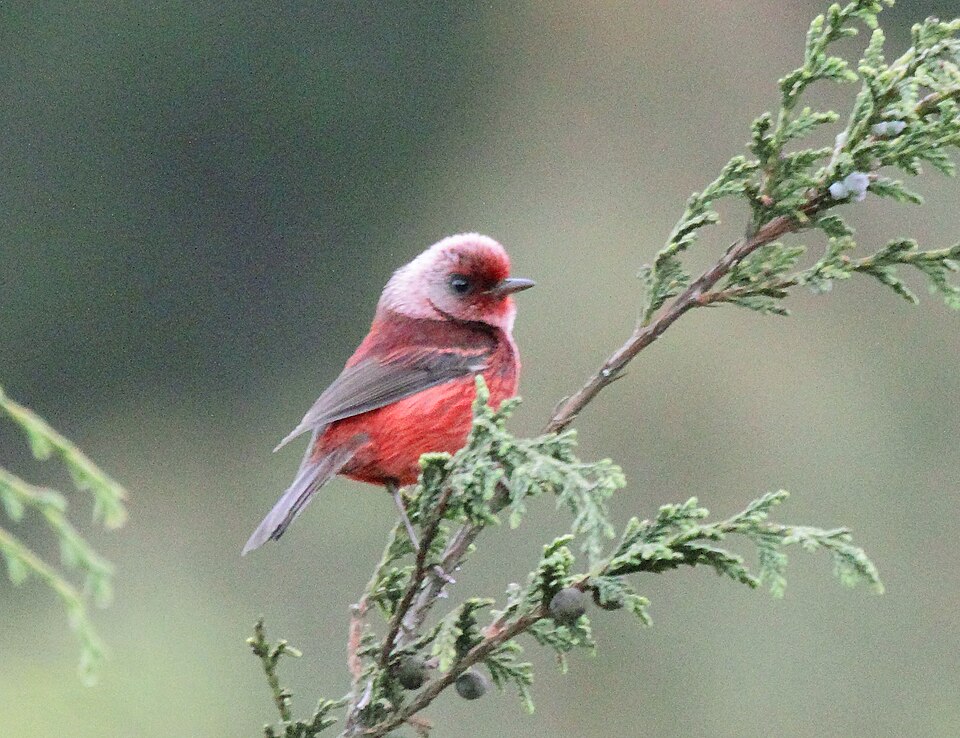 Pink-headed Warbler