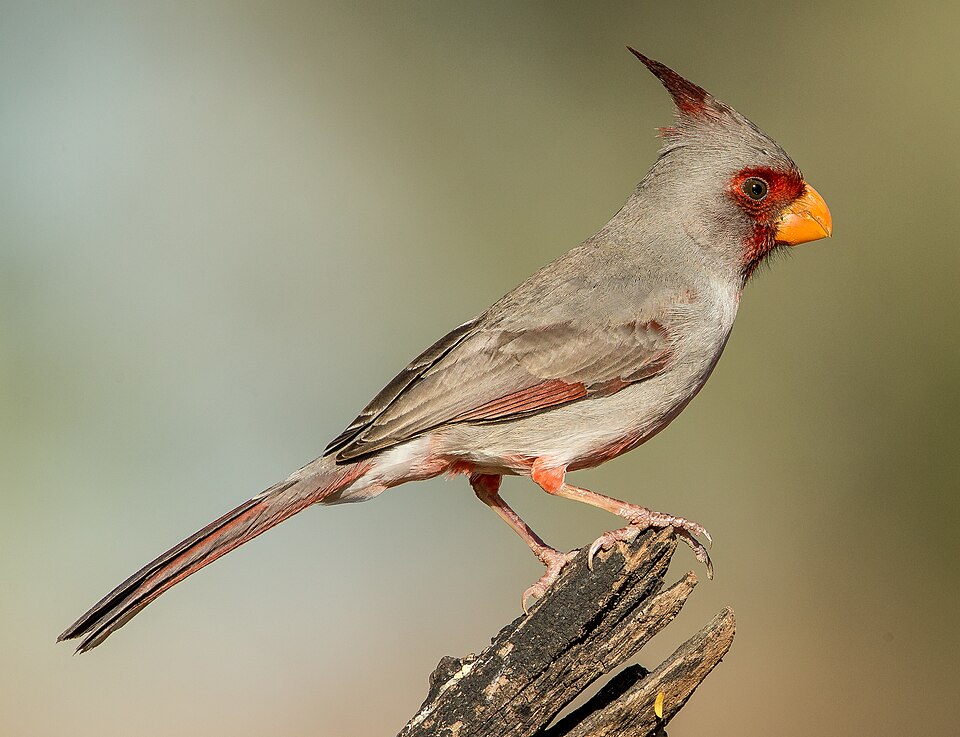 Pyrrhuloxia