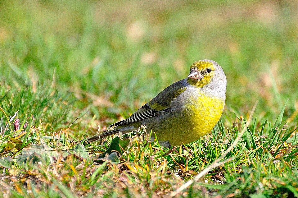 Citril Finch