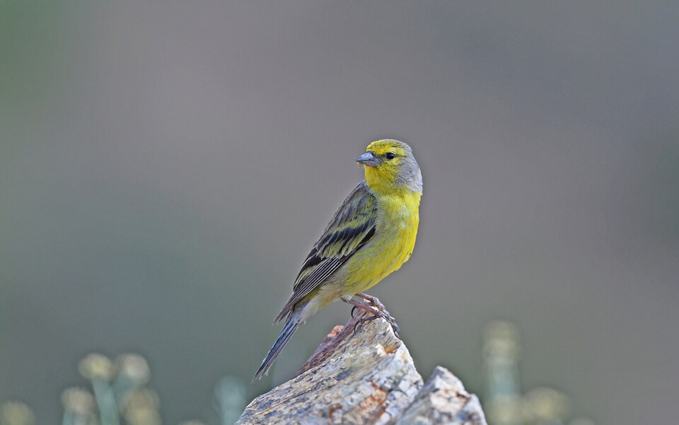 Corsican Finch
