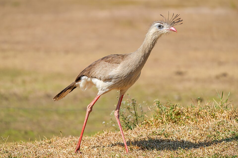 Red-legged Seriema