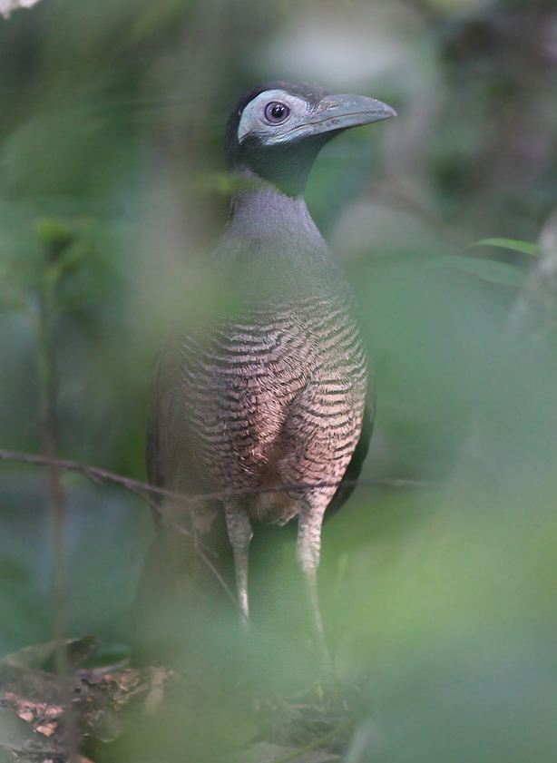 Bornean Ground Cuckoo