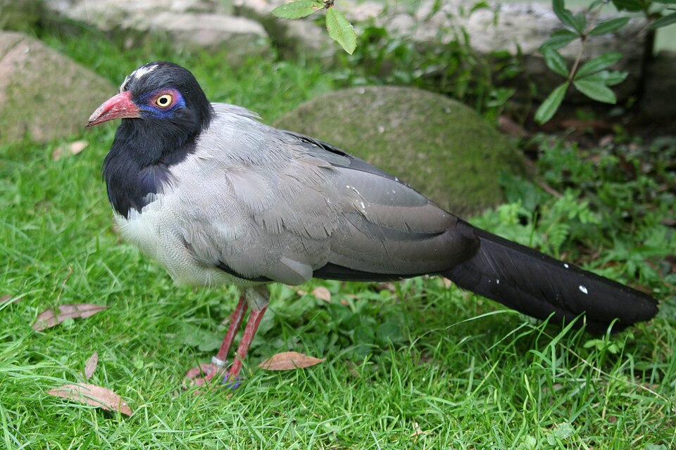 Coral-billed Ground Cuckoo