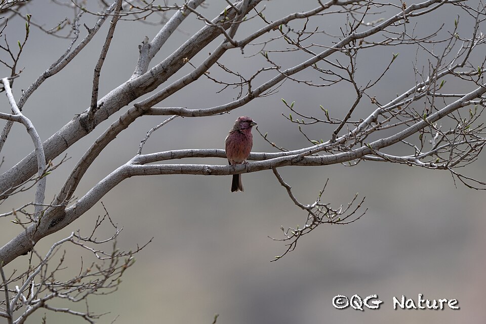 Chinese Beautiful Rosefinch