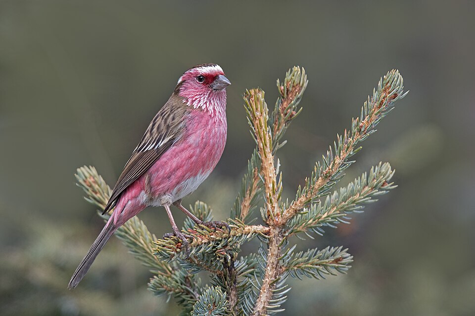 Chinese White-browed Rosefinch