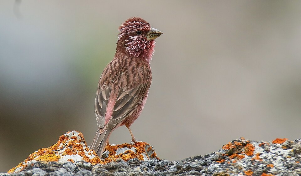 Blyth's Rosefinch