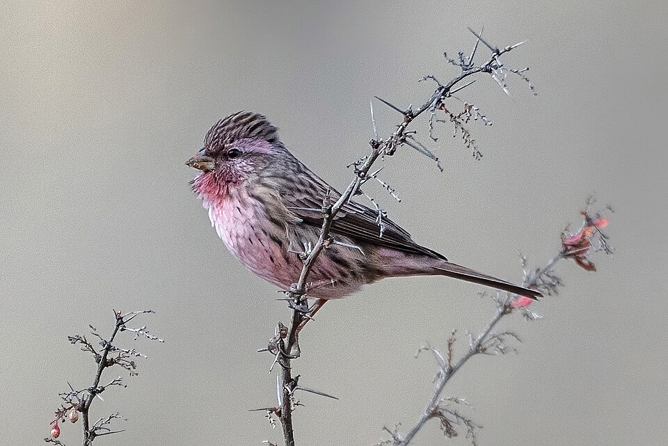 Himalayan Beautiful Rosefinch