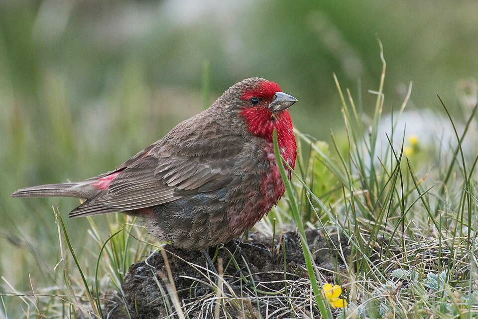 Red-fronted Rosefinch