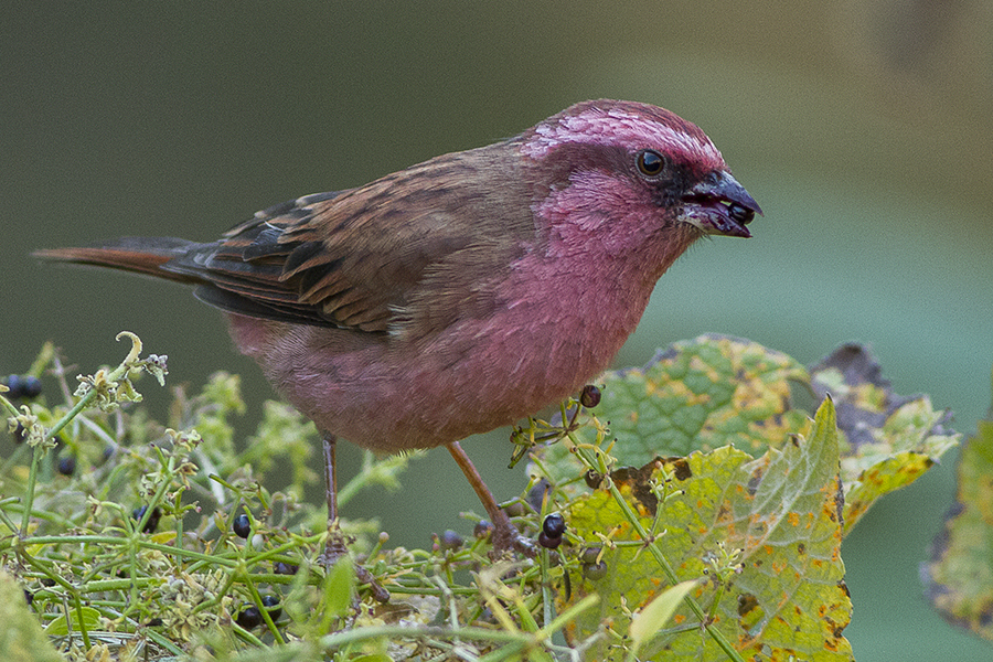 Pink-browed Rosefinch