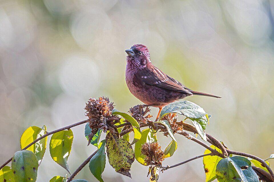 Spot-winged Rosefinch