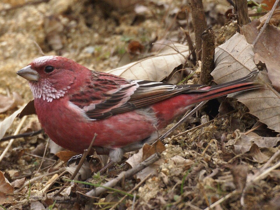 Pallas's Rosefinch