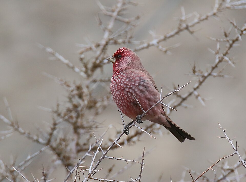 Great Rosefinch