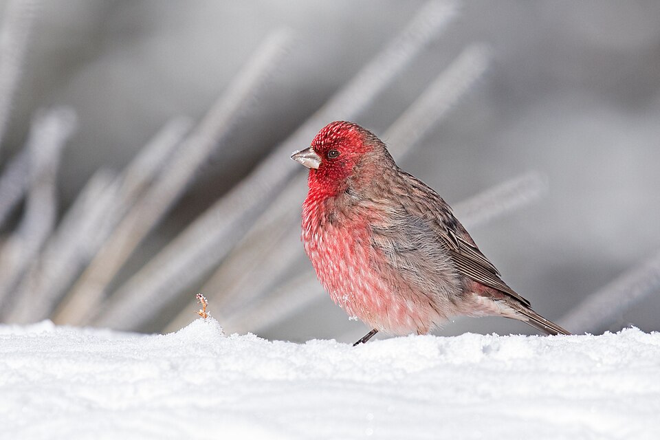 Streaked Rosefinch