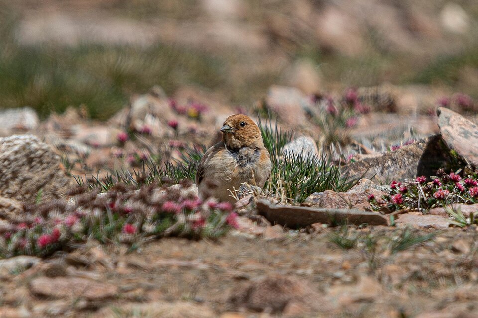 Sillem's Mountain Finch