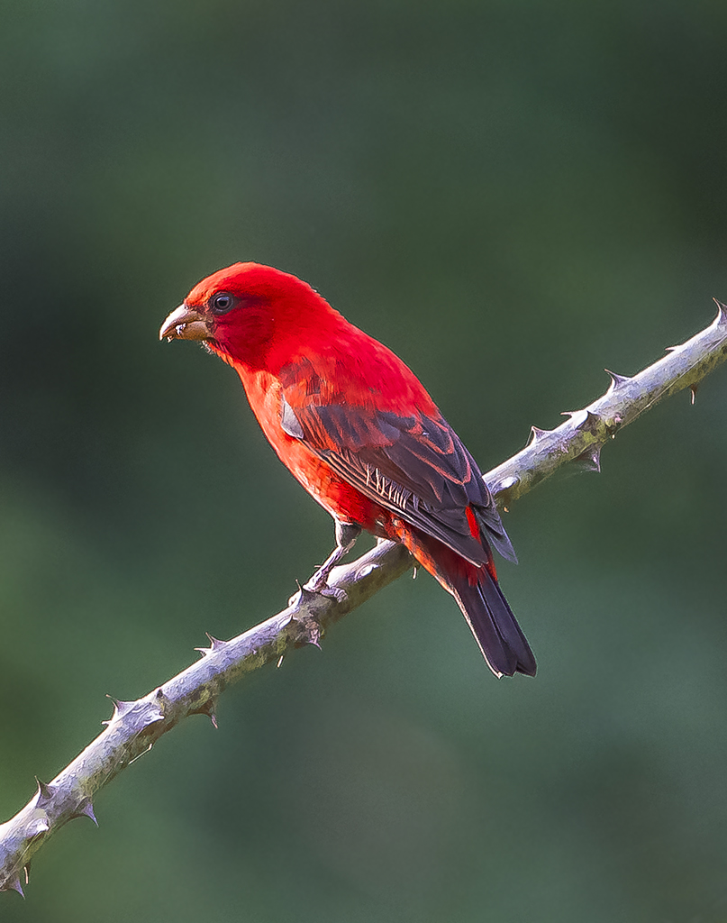 Scarlet Finch