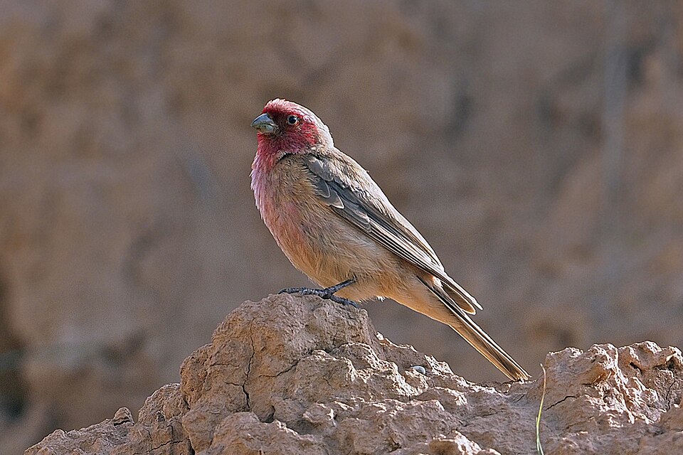 Pale Rosefinch
