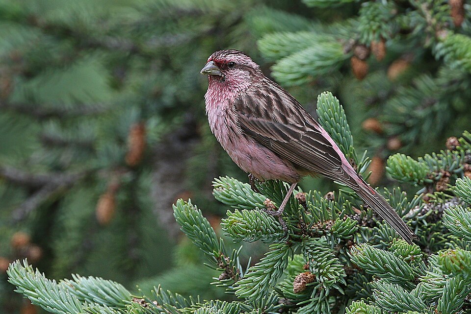 Pink-rumped Rosefinch