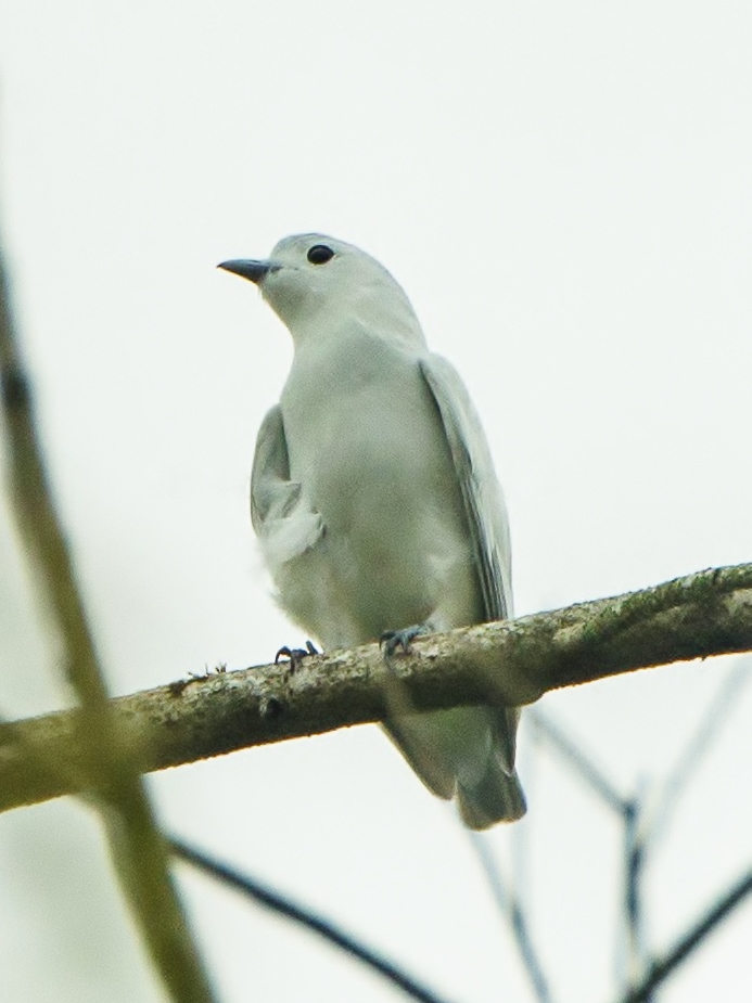 Snowy Cotinga