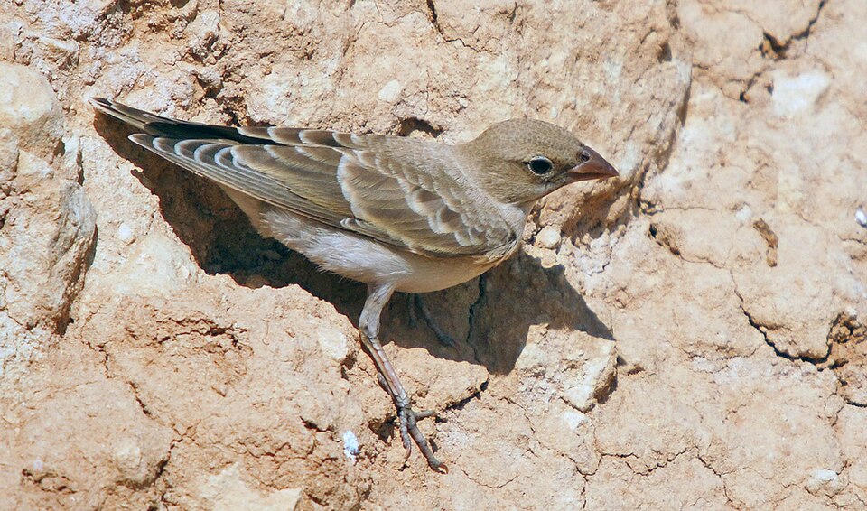 Pale Rockfinch