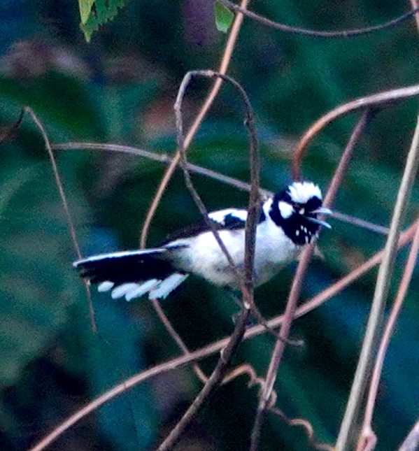 Tanimbar Monarch